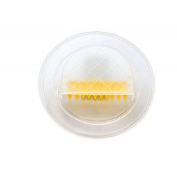 Bienenflucht mit Klappen