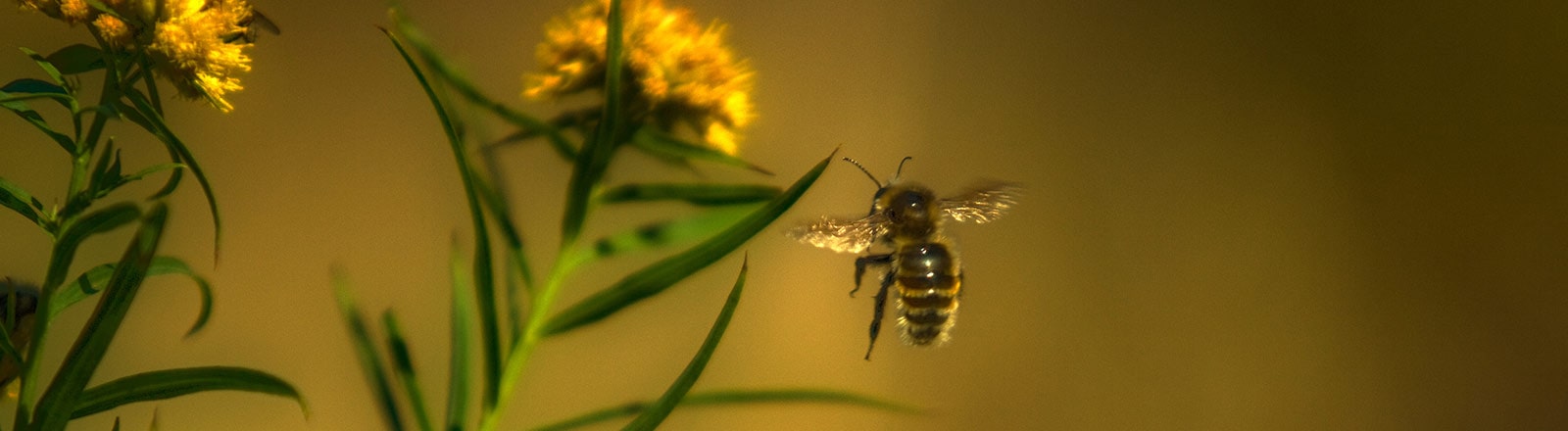 Bienentechnik Futtertankstelle